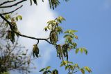 genus Juglans. Ветви с соцветиями и молодыми листьями. Бутан, дзонгхаг Тхимпху, национальный парк \"Jigme Dorji\". 02.05.2019.