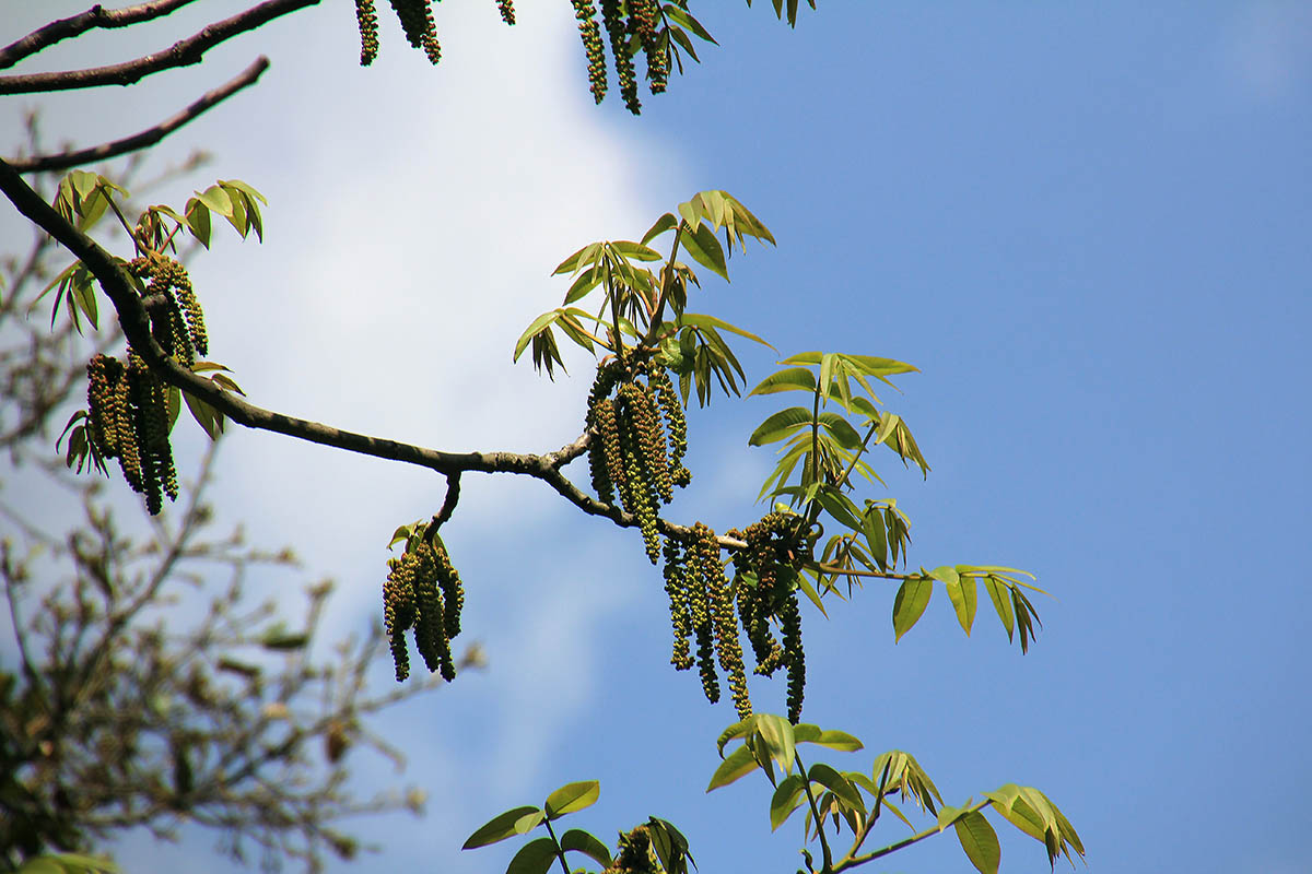 Изображение особи род Juglans.