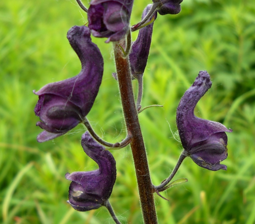 Изображение особи Aconitum septentrionale.