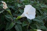 Datura innoxia. Верхушка побега с цветком. Дагестан, г. Дербент, у дороги. 30.07.2022.