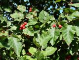 род Crataegus