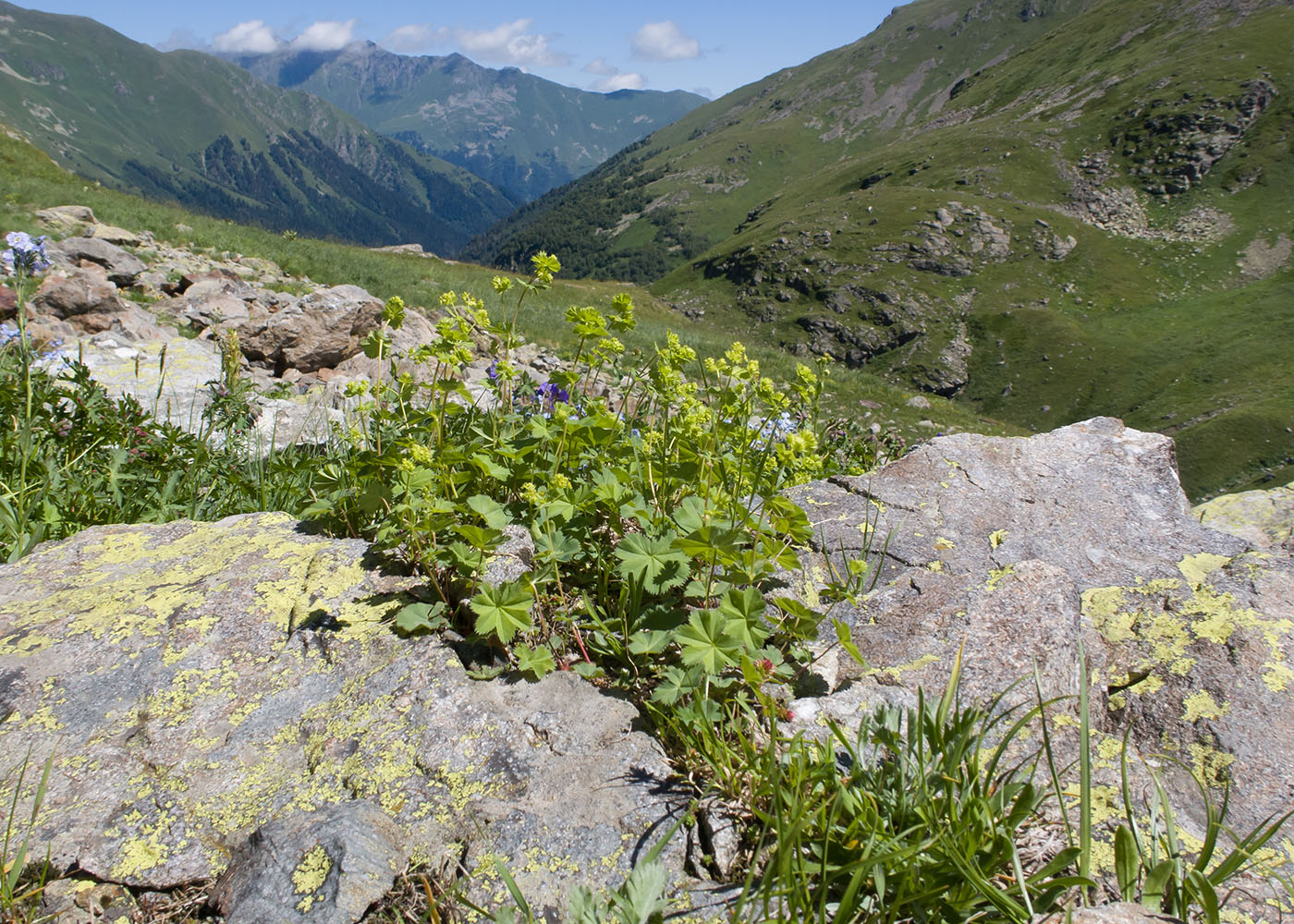 Image of genus Alchemilla specimen.