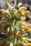 Phlomoides tianschanica. Соцветие. Южный Казахстан, Таласский Алатау, ущелье Коксай; высота 2700 м н.у.м. 20.07.2010.