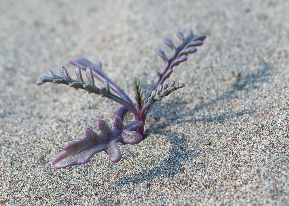 Image of Cakile maritima specimen.