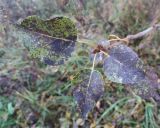 Populus × berolinensis