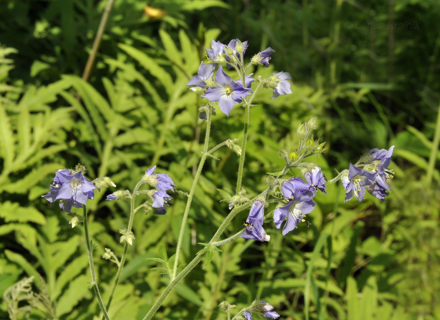 Image of Polemonium laxiflorum specimen.