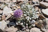 Saussurea glacialis