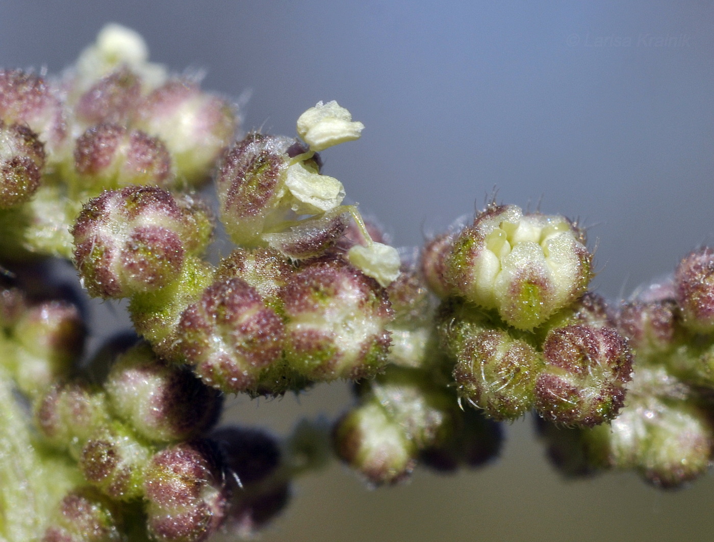 Image of Urtica angustifolia specimen.