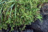 Lathyrus japonicus