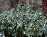 Pinus sylvestris. Боковая ветвь во время снегопада. Московская обл., Раменский р-н, окр. дер. Хрипань, садовый участок. 08.10.2015.