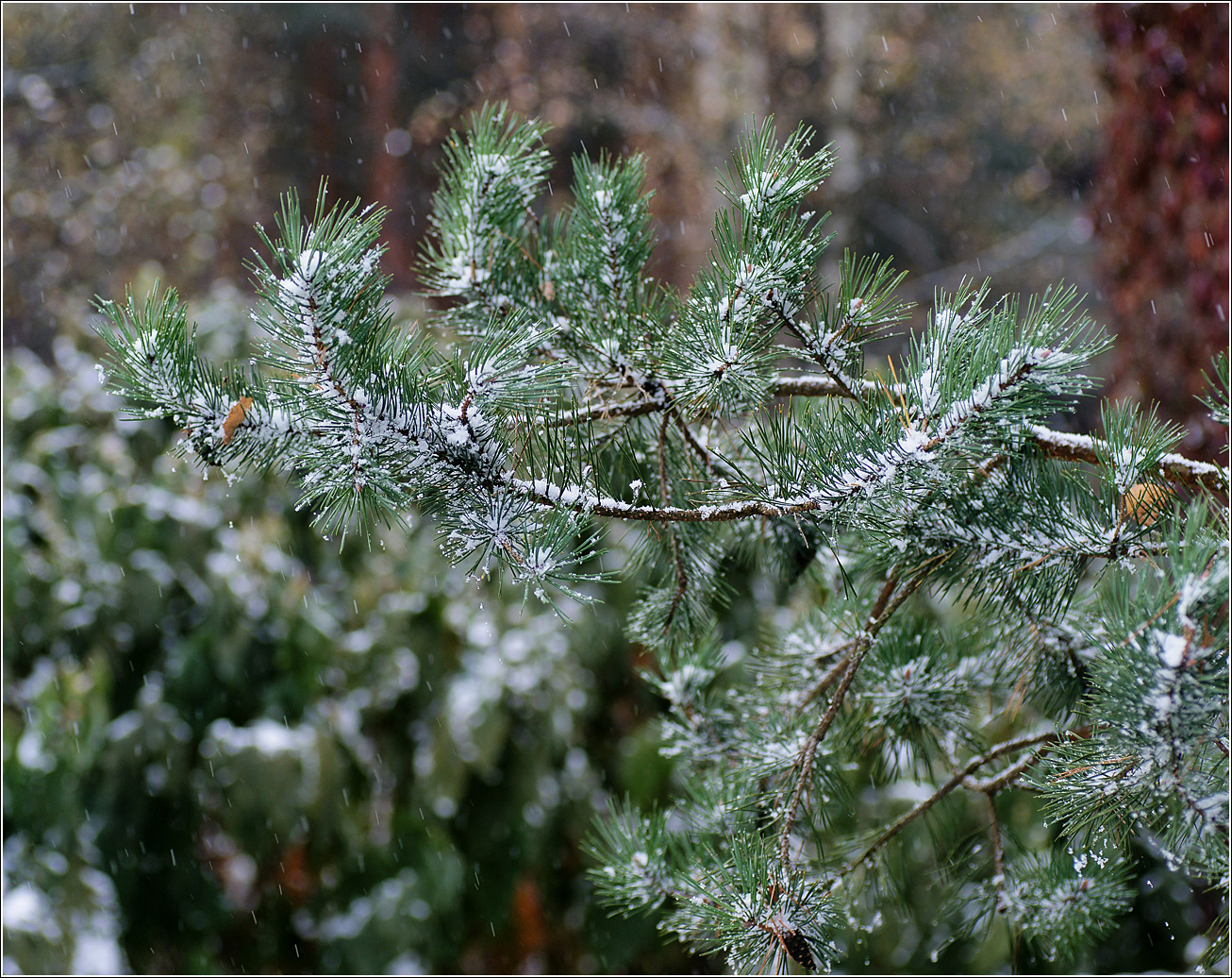 Изображение особи Pinus sylvestris.