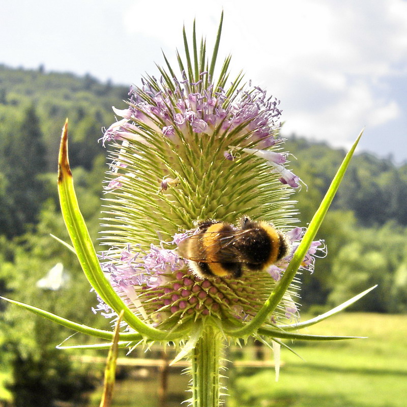 Изображение особи Dipsacus fullonum.