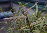 familia Poaceae. Верхушка плодоносящего побега в каплях дождя. Москва, Аптекарский огород, в культуре. 18.09.2022.