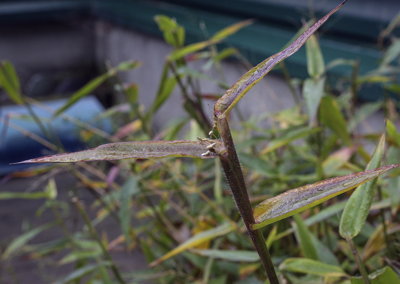 Изображение особи семейство Poaceae.