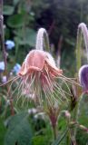 Pulsatilla campanella. Завязавшийся плод. Казахстан, Заилийский Алатау, плато Асы, ок. 2700 м н.у.м. 27.06.2010.