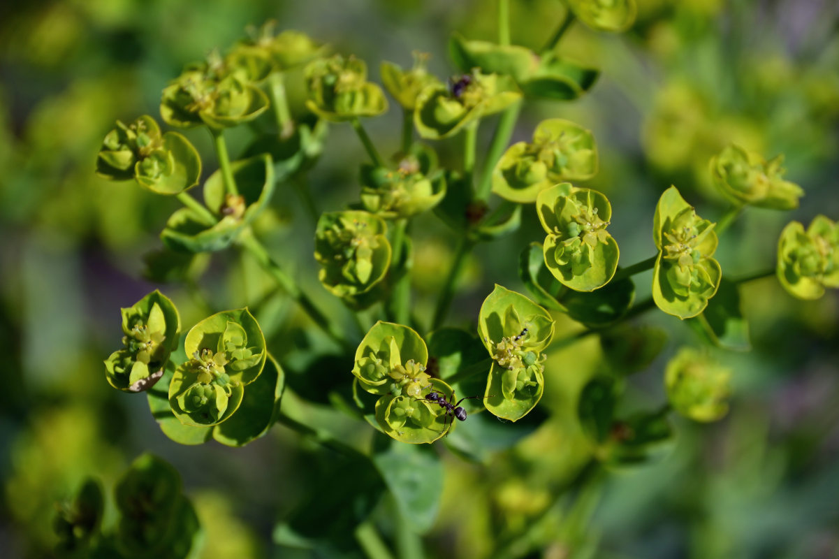 Изображение особи Euphorbia iberica.