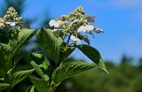 Hydrangea paniculata. Верхушка ветви с соцветием. Курильские о-ва, о-в Кунашир, кальдера вулкана Головнина, берег оз. Горячее, заросли Sasa на опушке смешанного леса. 20.08.2022.