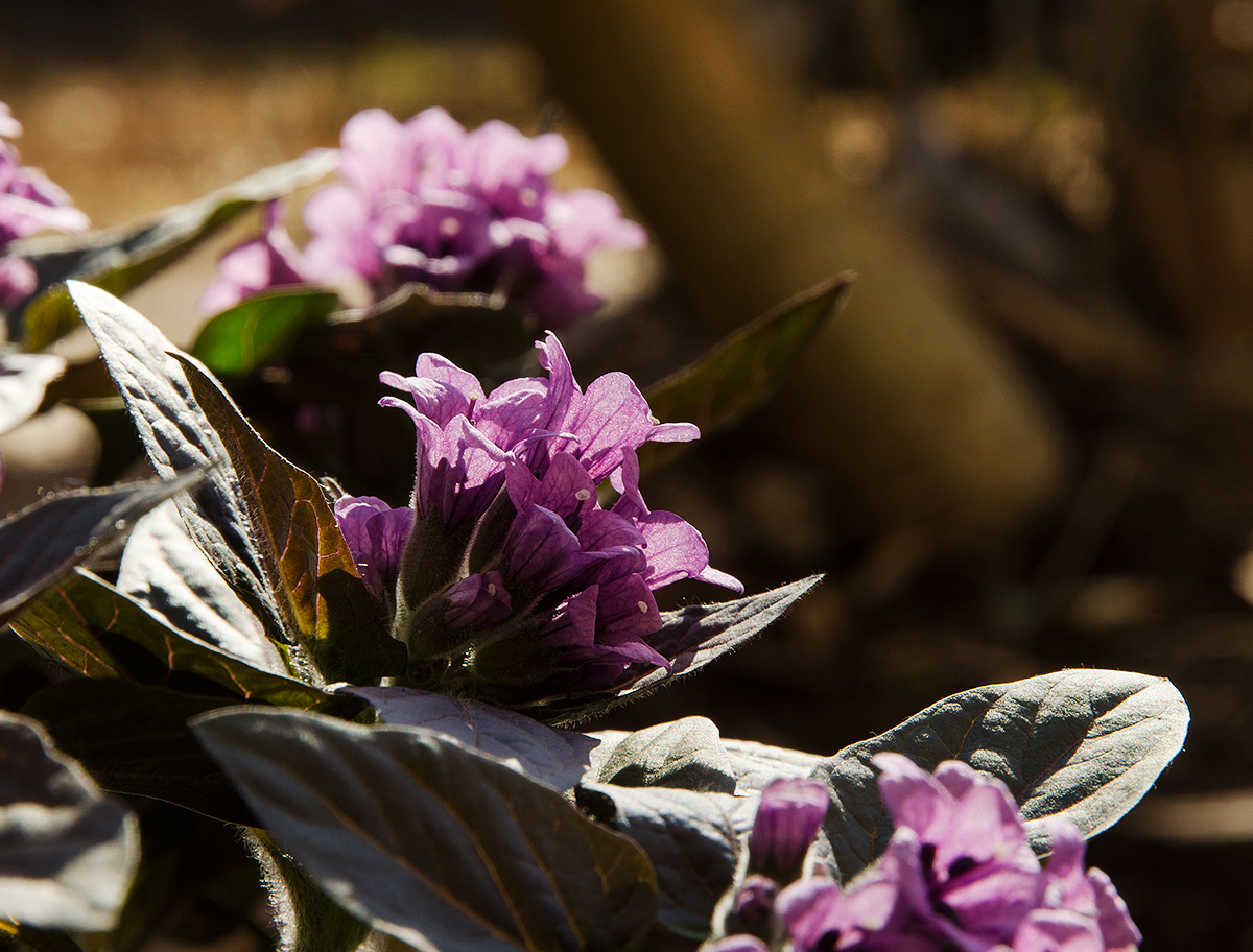 Изображение особи Physochlaina physaloides.