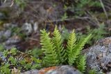 Polypodium vulgare. Вайи с сорусами. Кабардино-Балкария, долина р. Баксан, конус выноса реки Курмычи, высота 1610 м н.у.м., на камне. 24 июля 2022 г.