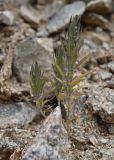 Ziziphora tenuior. Цветущее растение. Таджикистан, Согдийская обл., хр. Моголтау, гранитная осыпь. 6 мая 2023 г.