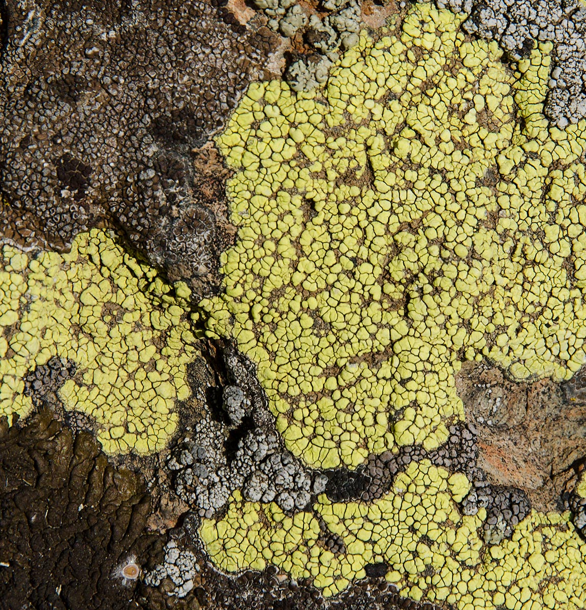 Image of genus Acarospora specimen.