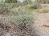 Salsola arbuscula. Цветущее растение. Узбекистан, Ферганская обл., Язъяванский р-н, Язъяванские пески, частично закреплённые дюны. 16 мая 2023 г.