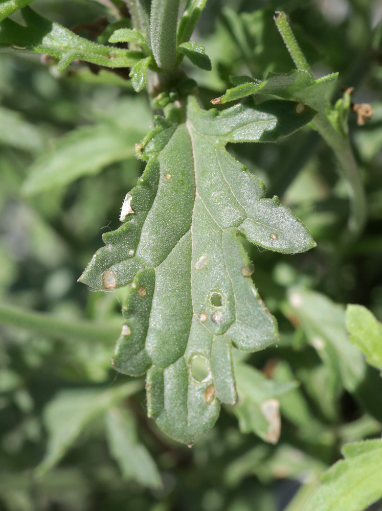 Image of Scrophularia rupestris specimen.