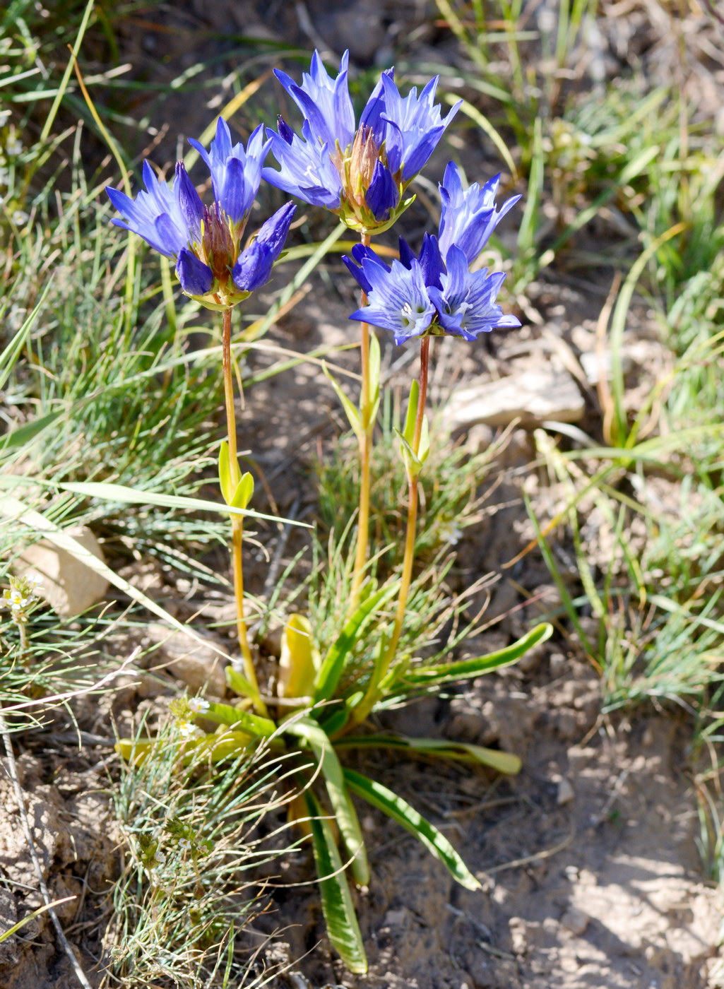 Image of Gentiana olivieri specimen.