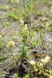 Aconitum confertiflorum. Цветущее растение. Чечня, Шаройский р-н, юго-восточный склон горы Чархунышкорт, выс. 2400 м н.у.м, луг. 7 августа 2023 г.