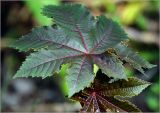 Ricinus communis. Лист (краснолистная форма). Московская обл., Раменский р-н, окр. дер. Хрипань, садовый участок. 12.06.2023.
