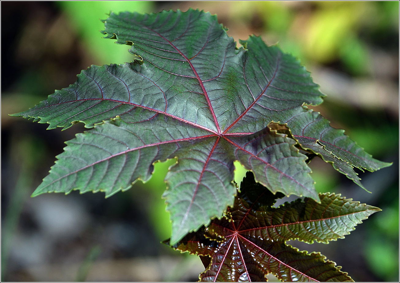 Изображение особи Ricinus communis.