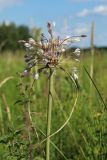 Allium oleraceum. Верхушка побега с соцветием с цветками и выводковыми луковичками. Беларусь, Витебская обл., Браславский р-н, нац. парк «Браславские озёра»; гора Маяк (Бизня), суходольный разнотравно-злаковый луг. 29.07.2023.