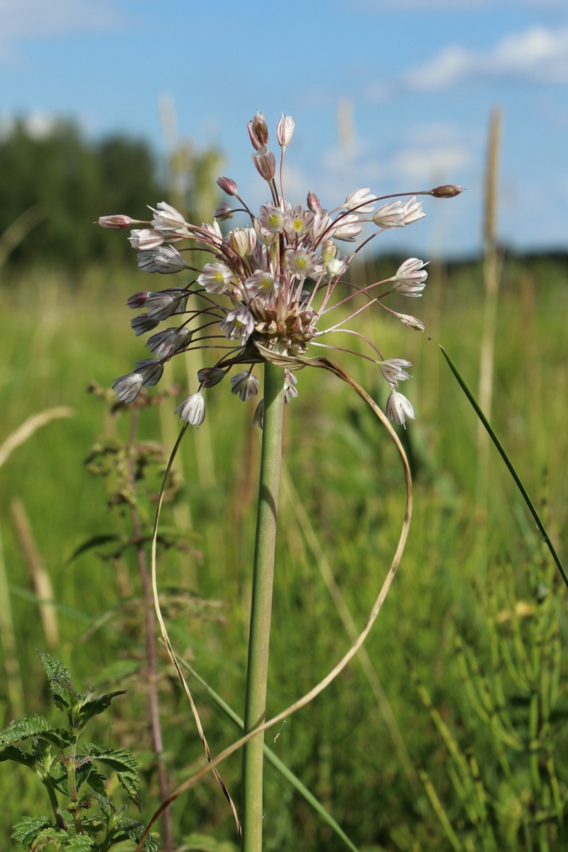 Image of Allium oleraceum specimen.