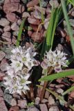 Brimeura fastigiata