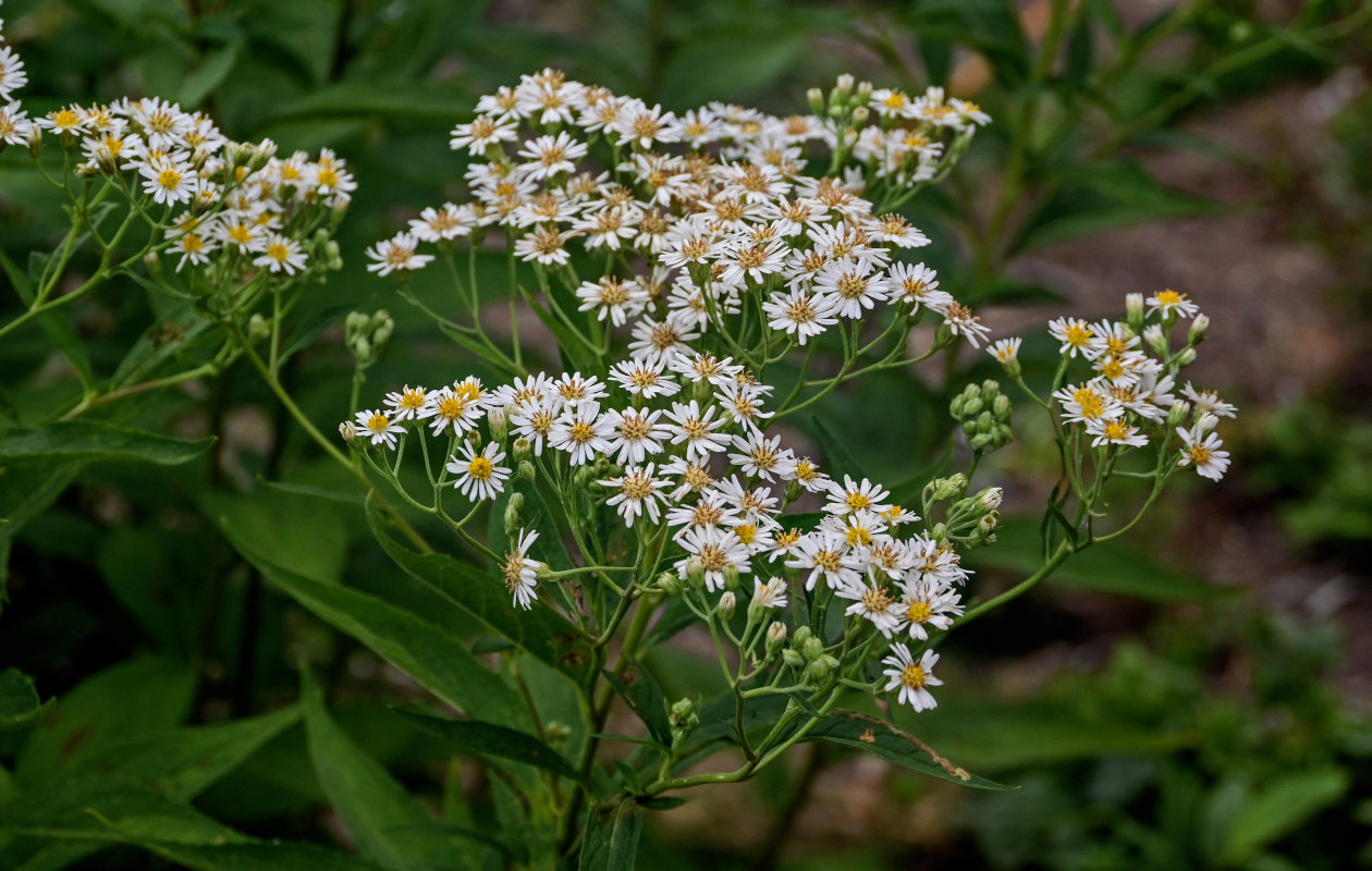 Изображение особи Aster glehnii.