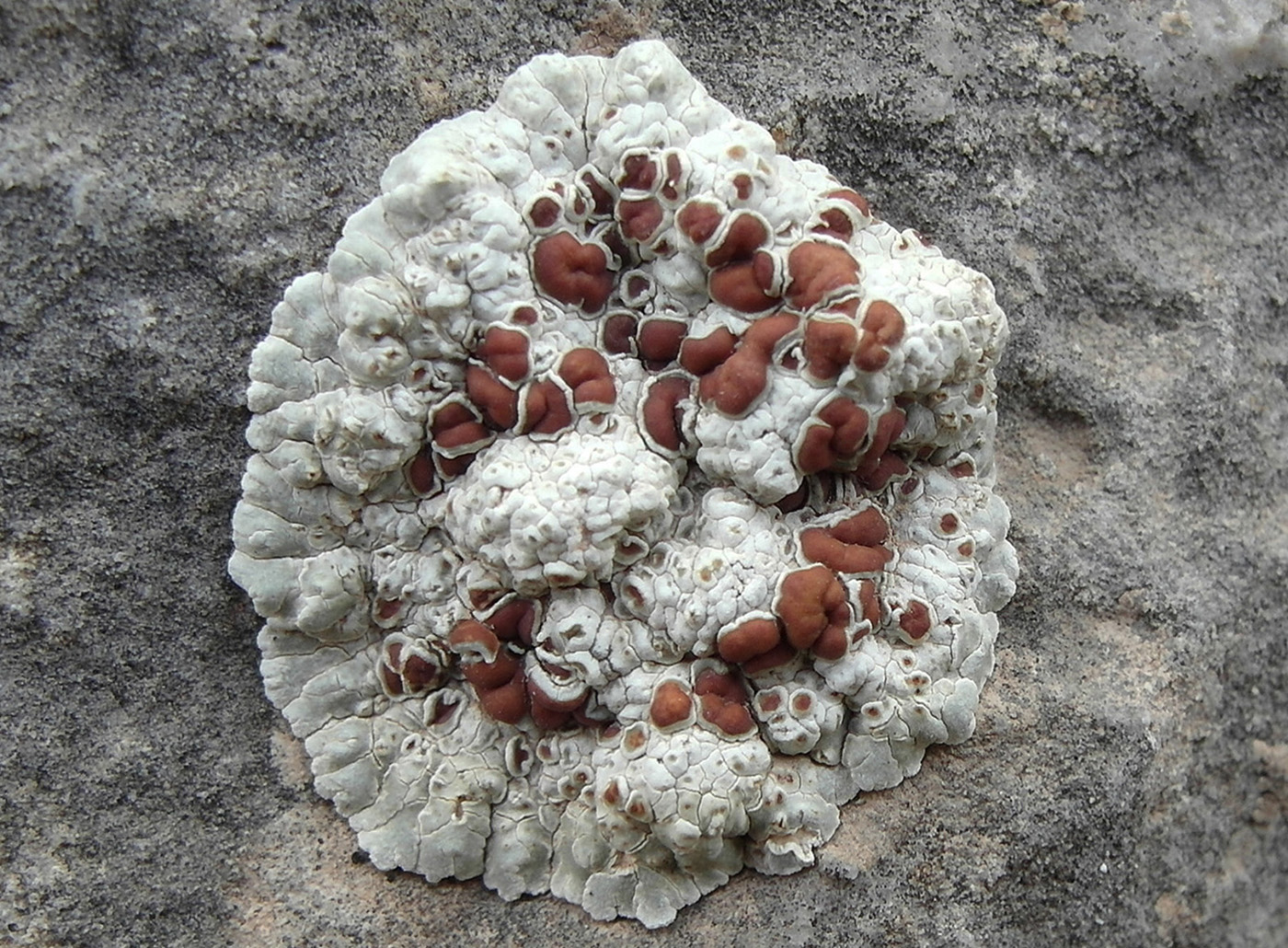 Image of genus Protoparmeliopsis specimen.