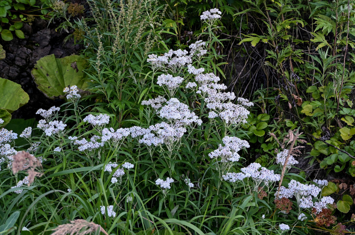 Изображение особи Anaphalis margaritacea.