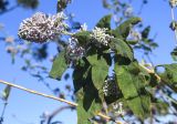 genus Buddleja. Верхушка веточки с соцветиями. Испания, автономное сообщество Каталония, провинция Жирона, комарка Баш-Эмпорда, муниципалитет Палафружель, ботанический сад \"Кап-Роч\". 07.01.2024.