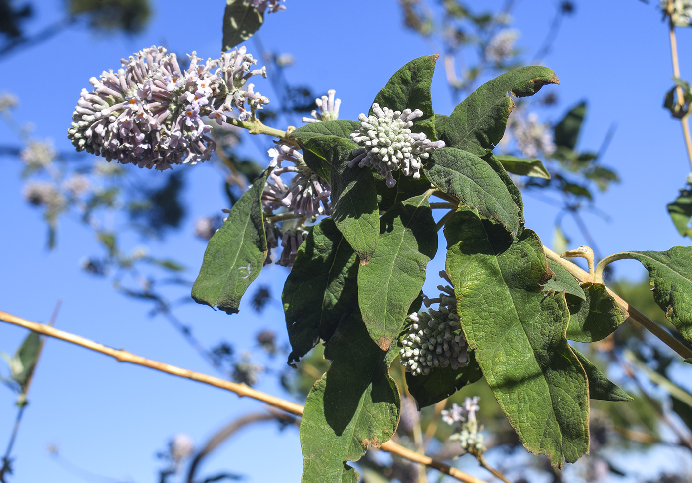 Изображение особи род Buddleja.