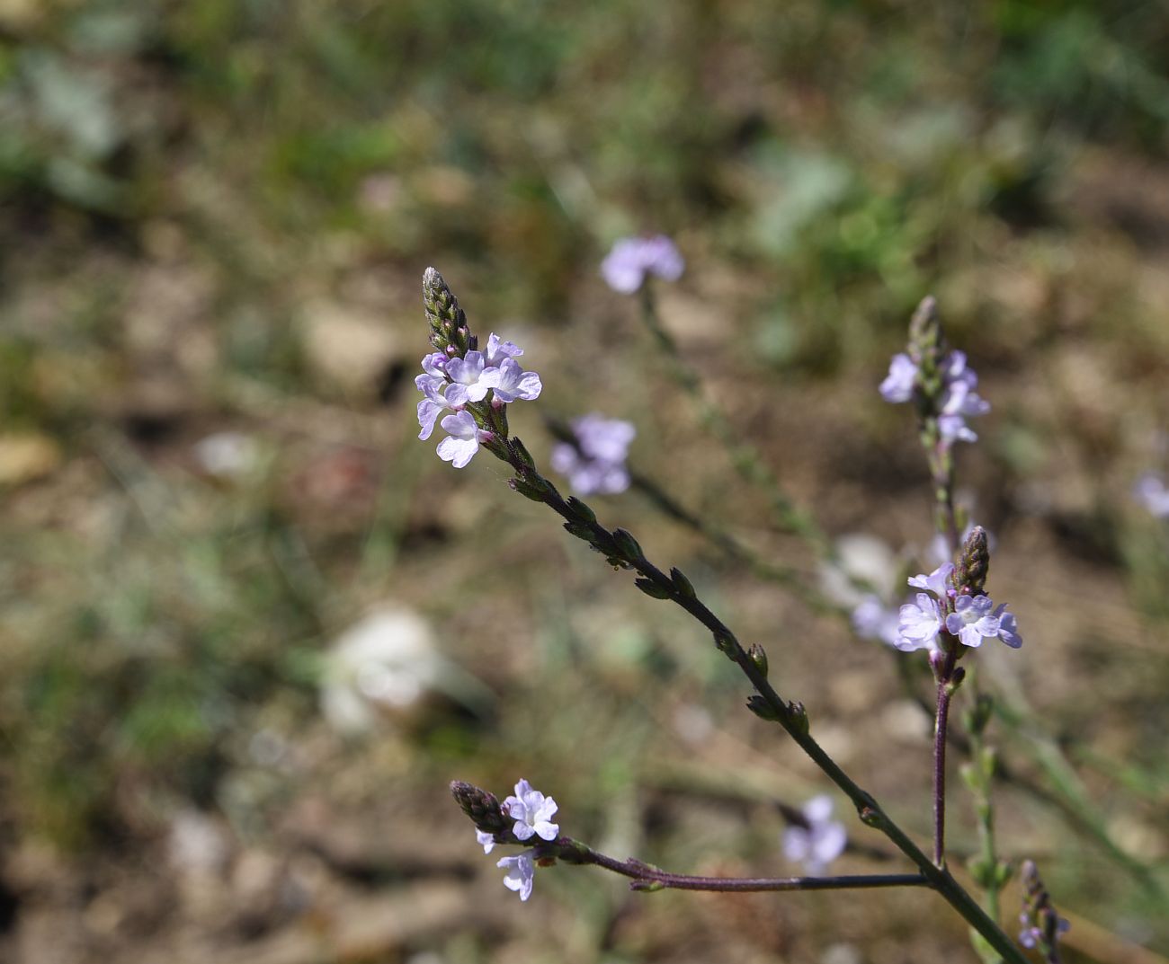 Изображение особи Verbena officinalis.