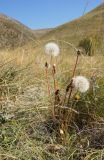 Taraxacum serotinum