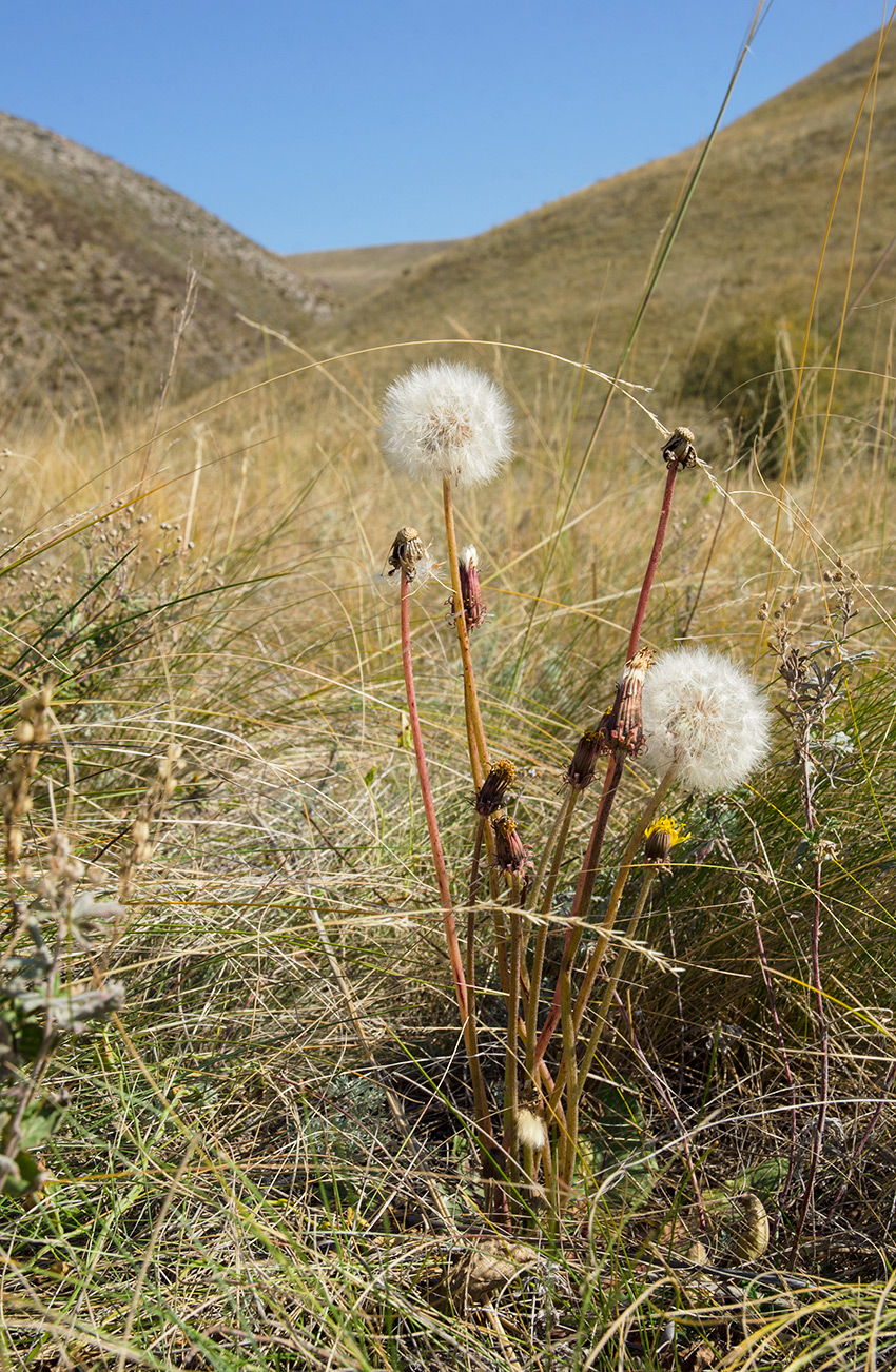 Image of Taraxacum serotinum specimen.
