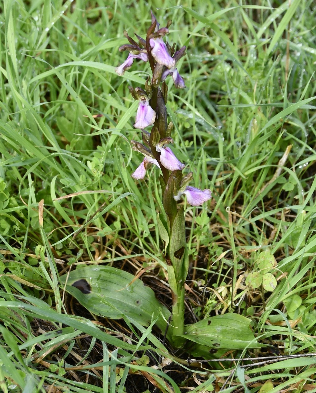 Изображение особи Anacamptis collina.