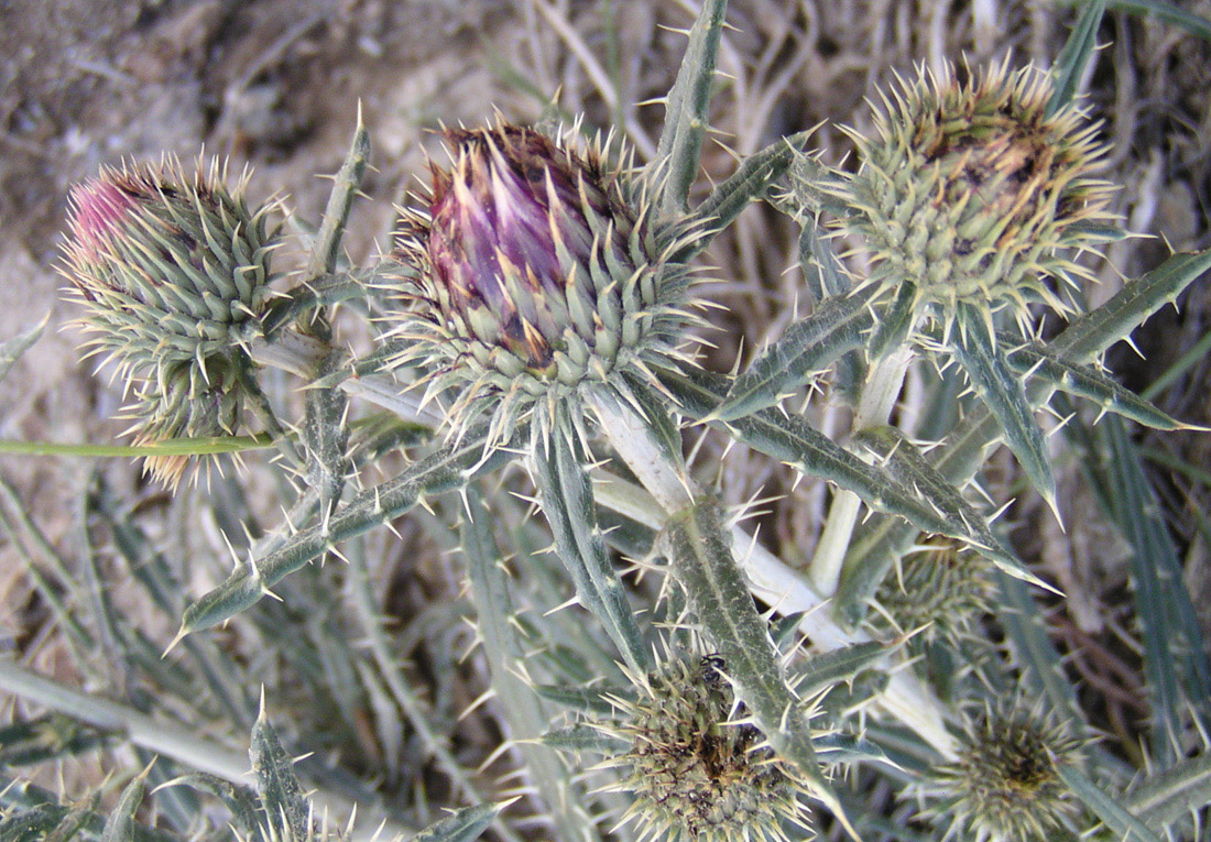 Image of Ancathia igniaria specimen.