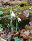 Galanthus alpinus. Цветущие растения. Краснодарский край, Крымский р-н, окр. станицы Неберджаевская, ур. Малый Яр, буково-грабово-дубовый лес. 23.02.2024.