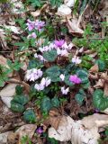 Cyclamen coum. Цветущие растения в сообществе с цветущей Cardamine quinquefolia и вегетирующей Stellaria. Краснодарский край, г/о Сочи, Хостинский р-н, окр. с. Измайловка, долина р. Дикарька, широколиственный лес. 05.03.2024.