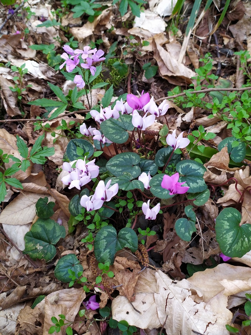 Image of Cyclamen coum specimen.