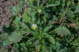 Viola arvensis