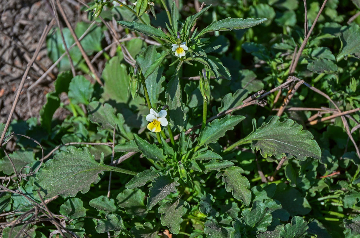 Изображение особи Viola arvensis.