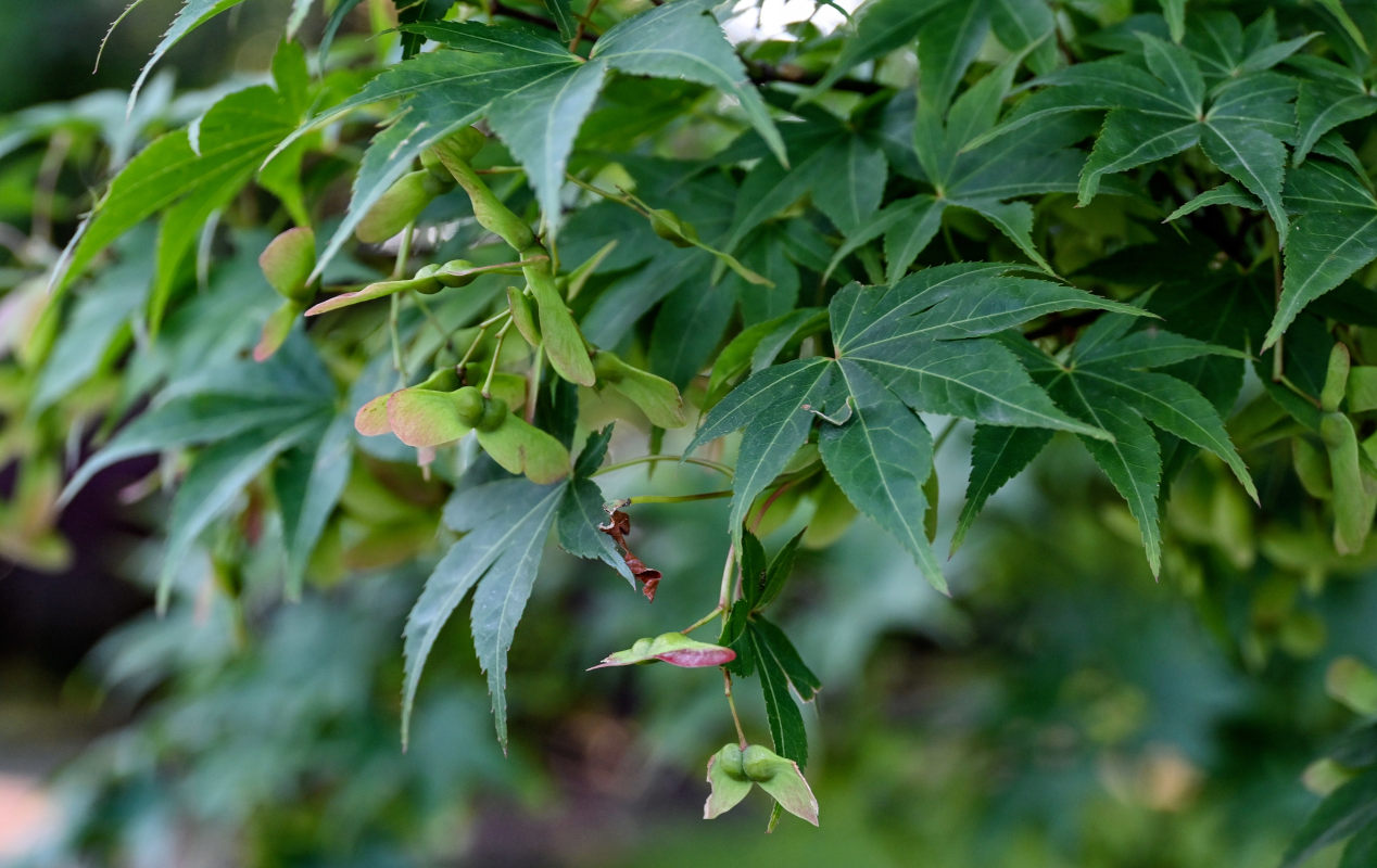 Изображение особи Acer palmatum.